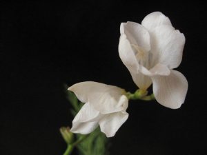 fiore bianco Onoranze funebri Gamberini
