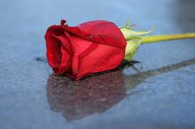 fiore rosa rossa Onoranze funebri Gamberini