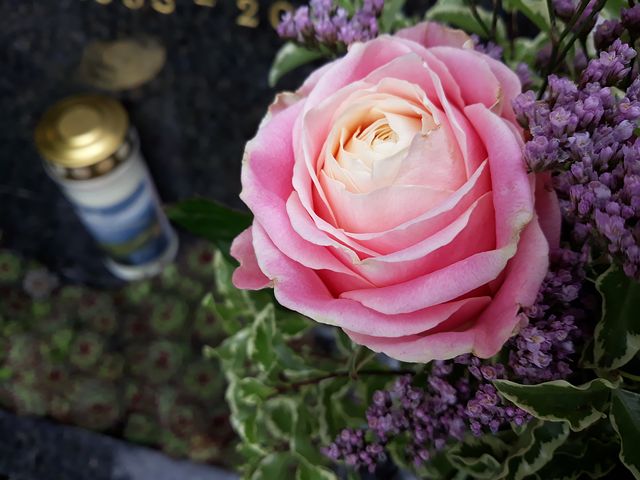 fiore rosa rosa Onoranze funebri Gamberini