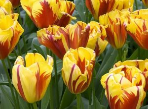 fiori tulipani gialli striati onoranze funebri Gamberini