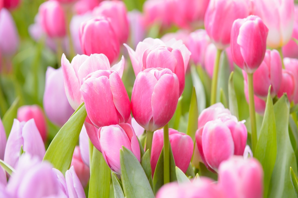 fiori tulipani rosa onoranze funebri Gamberini