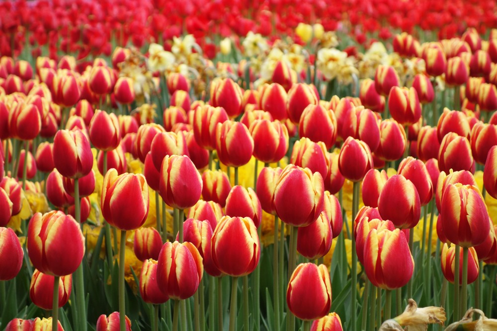 fiori tulipani striati onoranze funebri Gamberini